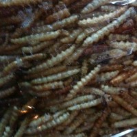 IMG_0151
